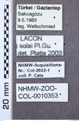 Etikette zu Lacon solai (NHMW-ZOO-COL-0010353)